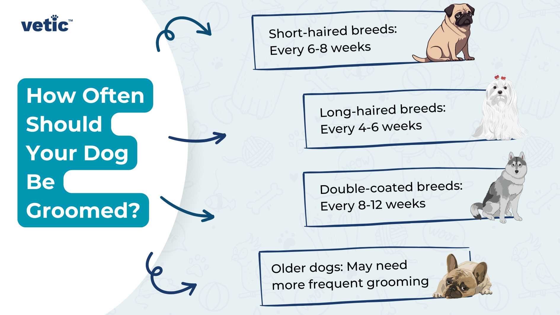 The image is an informative graphic that outlines the recommended frequency of regular grooming for dogs, presented by ‘Vetic’. It features a bright blue background with a playful design, including white and lighter blue accents that give the impression of a clean and friendly atmosphere. On the left side, there’s a large question in bold white letters asking “How Often Should Your Dog Be Groomed?” which serves as the main title. The right side of the image is divided into four sections, each with an illustration of different dog breeds and corresponding grooming frequency recommendations. Starting from the top, there’s a section for “Short-haired breeds” with an illustration of a Pug, suggesting grooming every 6-8 weeks. Below that is “Long-haired breeds” accompanied by an image of a Shih Tzu and Maltese, recommending grooming every 4-6 weeks. The next section shows “Double-coated breeds” with illustrations of a Siberian Husky and Alaskan Malamute, advising grooming every 8-12 weeks. At the bottom, there’s a note stating “Older dogs may need more frequent grooming,” paired with an image of a French Bulldog. Each breed illustration is stylized yet recognizable, using simple lines and colors to represent each dog accurately while maintaining the graphic’s overall aesthetic. The text is clear and easy to read against the blue background. The ‘Vetic’ logo appears in the upper right corner; it’s designed with modern typography and includes what appears to be an abstract symbol representing either pet care or veterinary services.