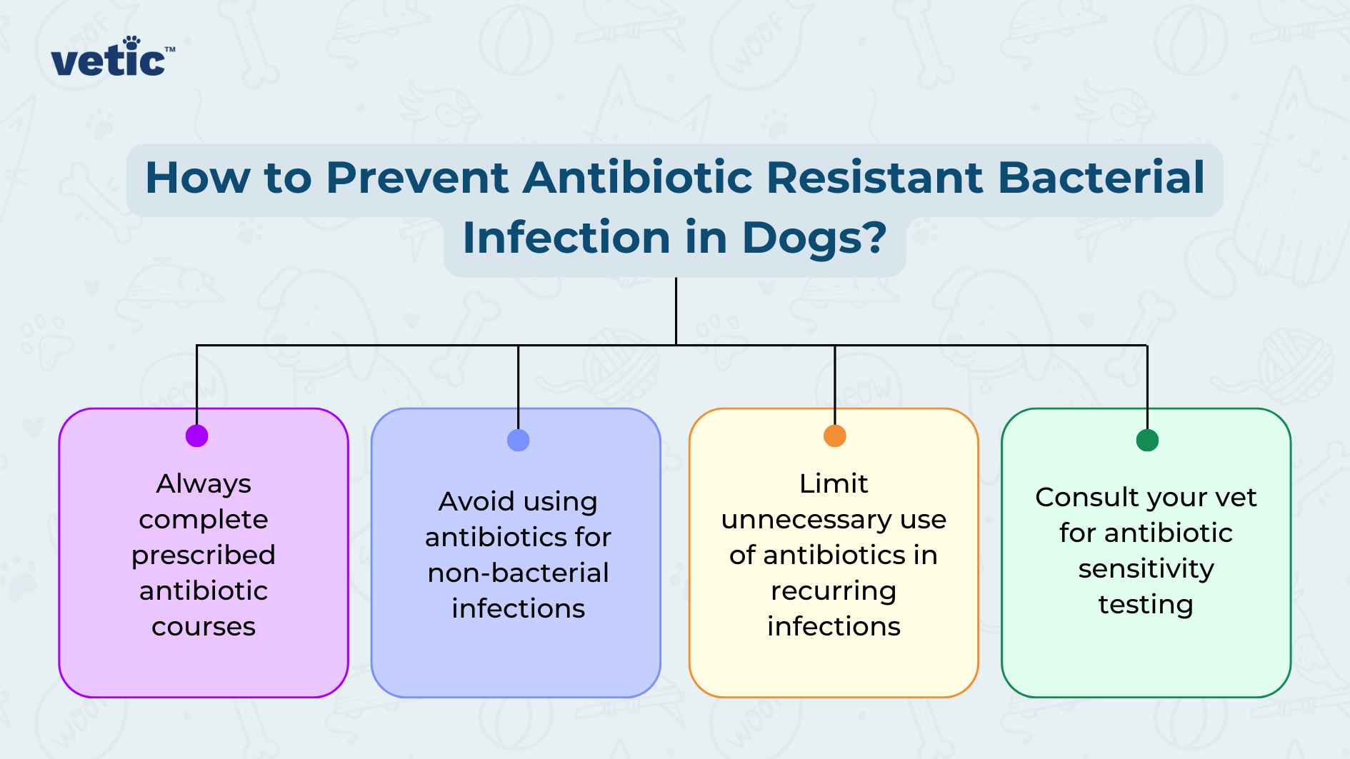 The image is an informative graphic titled “How to Prevent Antibiotic Resistant Bacterial Infection in Dogs.” It features a four-step process, each step represented by a colored circle connected by horizontal lines, suggesting a sequence. The steps are color-coded as follows: Purple circle: “Always complete prescribed antibiotic courses” Blue circle: “Avoid using antibiotics for non-bacterial infections” Orange circle: “Limit unnecessary use of antibiotics in recurring infections” Green circle: “Consult your vet for sensitivity testing” The background is white, and the title is prominently displayed at the top in bold letters. This image is visually appealing and informative, providing clear guidelines on preventing antibiotic resistance in dogs, which is crucial for pet healthcare.