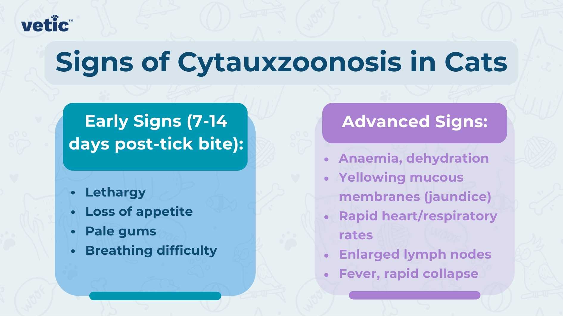 The image is a graphical representation of information titled “Signs of Cytauxzoonosis in Cats” by ‘vetic’. It is divided into two sections with a blue background. On the left side, under the heading “Early Signs (7-14 days post-tick bite):”, there are four bullet points listing symptoms: Lethargy Loss of appetite Pale gums Breathing difficulty On the right side, under the heading “Advanced Signs:”, there are six bullet points listing more severe symptoms: Anaemia, dehydration Yellowing mucous membranes (jaundice) Rapid heart/respiratory rates Enlarged lymph nodes Fever, rapid collapse