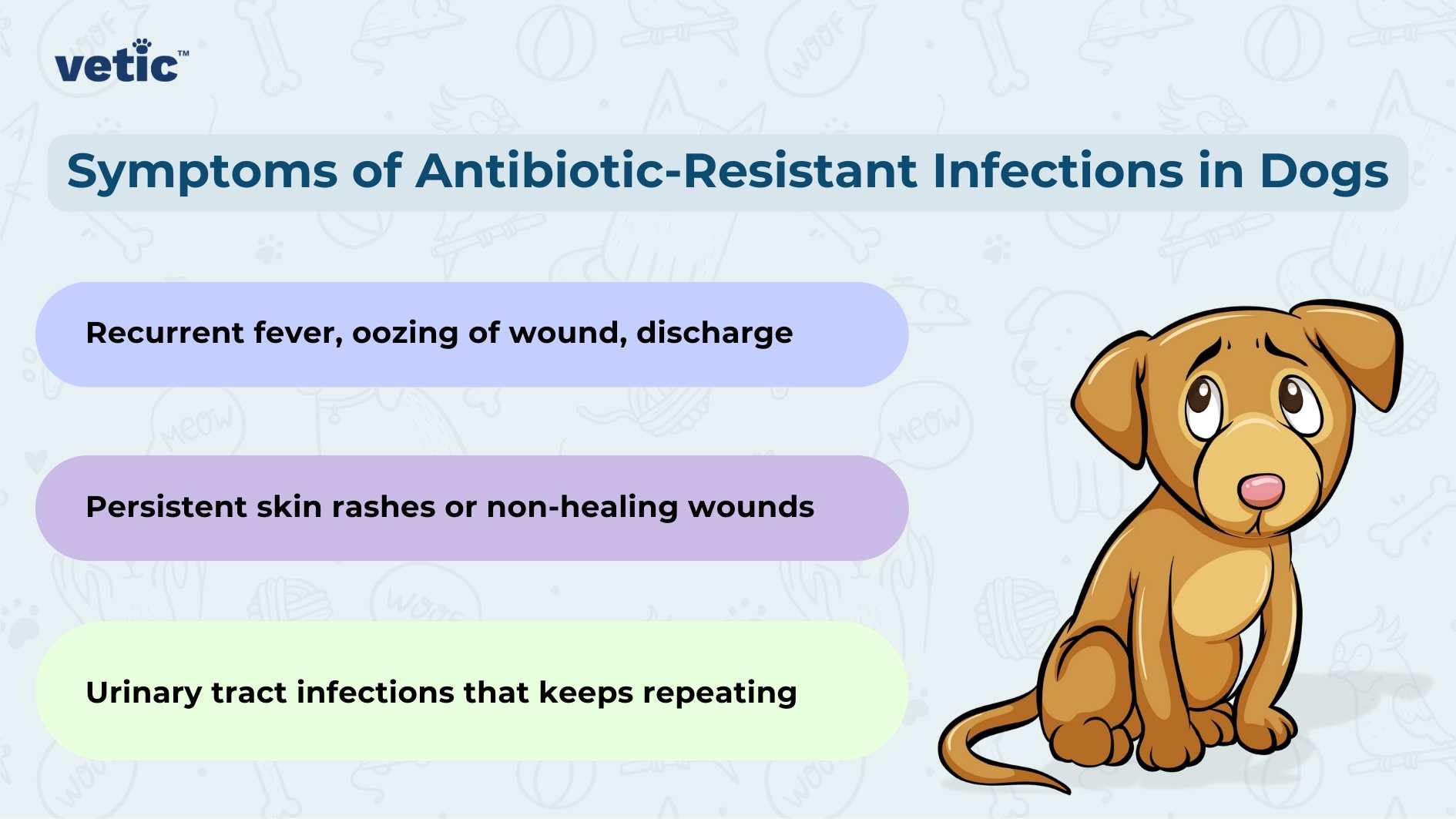 The image features a title “Symptoms of Antibiotic-Resistant Infections in Dogs” at the top in bold letters. Below the title, there are three bullet points listing symptoms: Recurrent fever, oozing of wound, discharge Persistent skin rashes or non-healing wounds Urinary tract infections that keep repeating To the right side of these bullet points, there is an illustration of a sad-looking brown puppy with droopy ears and big eyes. The background is a gradient from light blue at the top to white at the bottom. The image is informative as it provides pet owners with signs to watch for antibiotic-resistant infections in dogs.