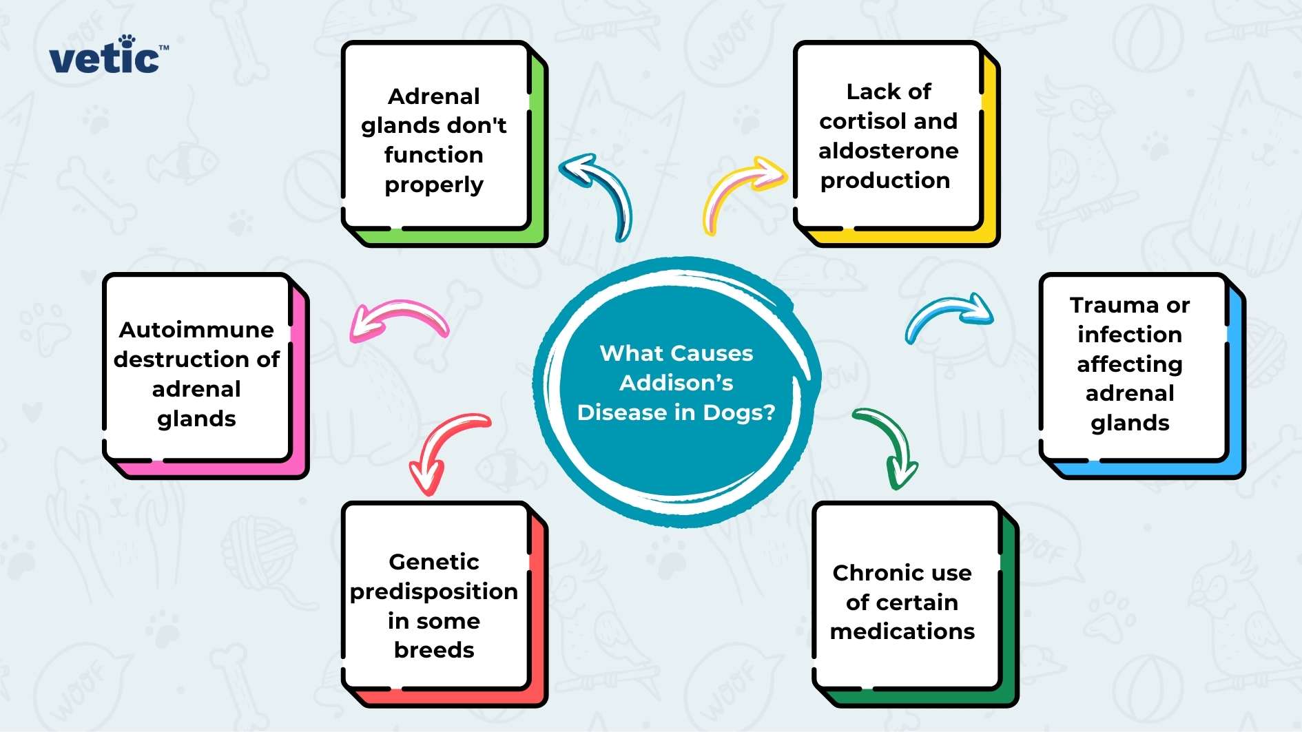 The image is a colorful infographic that explains the causes of Addison’s Disease in dogs. At the center, there is a large blue circle with the question “What Causes Addison’s Disease in Dogs?” written in white font. Surrounding this central circle are six smaller rectangles, each connected to the center by a two-headed arrow, indicating bidirectional influence or relationship. Starting from the top left and moving clockwise: A yellow rectangle with black outlined text reads “Adrenal glands don’t function properly.” A green rectangle with black outlined text states “Lack of cortisol and aldosterone.” An orange rectangle with black outlined text mentions “Trauma or infection affecting adrenal glands.” A purple rectangle with black outlined text indicates “Chronic use of certain medications.” A pink rectangle with black outlined text refers to “Genetic predisposition in some breeds.” Another pink rectangle, similar to the previous one, includes black outlined text that says “Autoimmune destruction of adrenal glands.” Each cause is represented by an icon: a gear for adrenal gland function, chemical structures for cortisol and aldosterone lack, a medical cross for trauma or infection, pills for medication use, a DNA double helix for genetic predisposition, and an immune cell for autoimmune destruction.