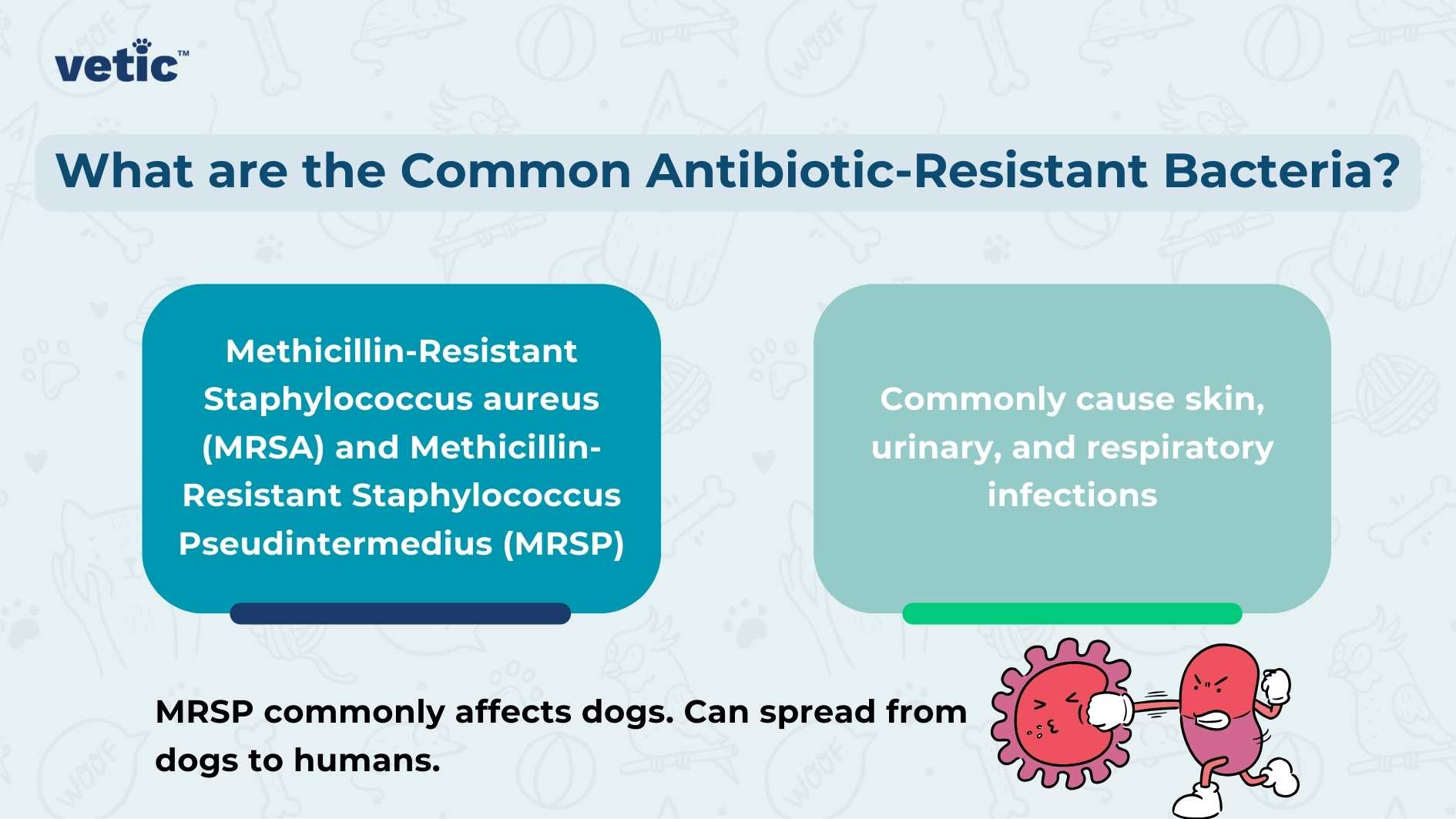 The image is an informative graphic that lists common antibiotic-resistant bacteria and provides brief details about them. On the left side, there are two bullet points: Methicillin-Resistant Staphylococcus aureus (MRSA): Commonly affects humans. Methicillin-Resistant Staphylococcus Pseudintermedius (MRSP): Commonly affects dogs but can spread from dogs to humans. The text explains that MRSA commonly affects humans and MRSP commonly affects dogs but can spread from dogs to humans. On the right side, there is a stylized illustration of two bacteria, one pink and one purple, with angry facial expressions and fists, suggesting their harmful nature. Above this illustration is a text box stating these bacteria “Commonly cause skin, urinary, and respiratory infections.”