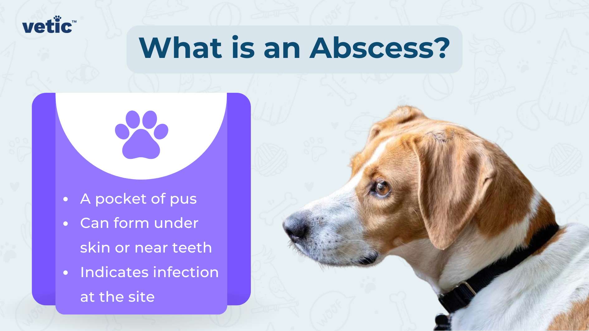 The image is an educational graphic titled “What is an Abscess in Dogs?” focusing on abscesses in dogs. The background is a soft blue with faint outlines of bones and paw prints, suggesting a veterinary or animal health theme. On the left side, there’s a purple panel with a white outline of a dog’s paw at the top. Below this icon are three bullet points providing information about abscesses: A pocket of pus: This bullet point explains that an abscess is essentially a collection of pus. Can form under skin or near teeth: This point indicates the common locations where abscesses can develop in dogs. Indicates infection at the site: This bullet point highlights that an abscess is a sign of infection in the affected area. On the right side of the image is a photograph of a dog’s head turned to its right, showing its profile. The dog appears to be a Beagle with its distinctive tri-color coat—white, brown, and black—and floppy ears. It wears a black collar, suggesting that it is domesticated and cared for. The dog’s expression cannot be interpreted due to ethical guidelines; however, it contributes to illustrating the subject matter—the potential patient for an abscess. This image effectively combines graphical elements and real imagery to educate about canine health issues related to abscesses in dogs. It serves as an informative piece likely intended for pet owners or those interested in veterinary medicine.