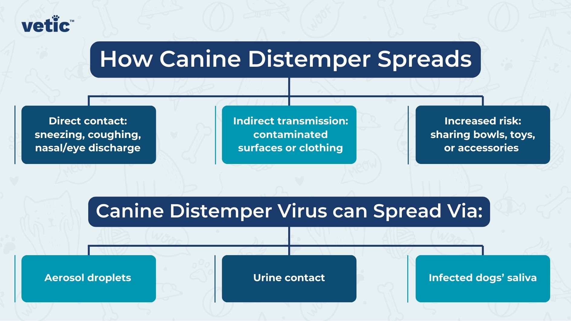 The image is an informational graphic from "vetic" about how Canine Distemper spreads. The background is light blue, adorned with faint illustrations of pet-related items like bones, balls, and paw prints. The main content is organized into sections with titles and subheadings. Title: "How Canine Distemper Spreads." Subheading Sections: Direct Contact: "Sneezing, coughing, nasal/eye discharge" Indirect Transmission: "Contaminated surfaces or clothing" Increased Risk: "Sharing bowls, toys, or accessories" Virus Transmission Methods: Aerosol Droplets: Urine Contact: Infected Dogs' Saliva: