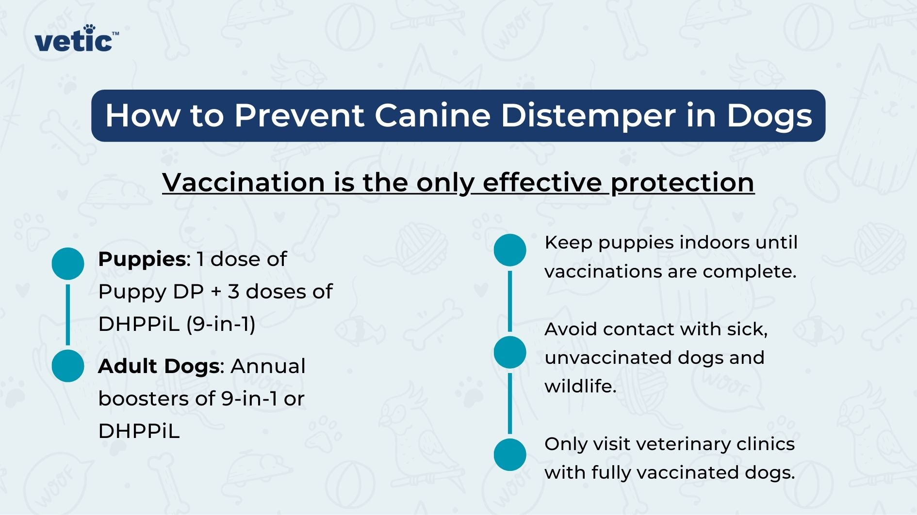 The image is an informational graphic from "vetic" about preventing canine distemper in dogs. The background is light blue with faint illustrations of dog-related items such as bones, paw prints, and balls. The main content is divided into two sections: vaccination guidelines and additional preventive measures. The title of the image is "How to Prevent Canine Distemper in Dogs," written in white text on a dark blue background. Below the title, there is a bold statement: "Vaccination is the only effective protection." The vaccination guidelines are divided into two categories: Puppies: 1 dose of Puppy DP 3 doses of DHPPiL (9-in-1) Adult Dogs: Annual boosters of 9-in-1 or DHPPiL On the right side, there are additional preventive measures listed: Keep puppies indoors until vaccinations are complete. Avoid contact with sick, unvaccinated dogs and wildlife. Only visit veterinary clinics with fully vaccinated dogs.