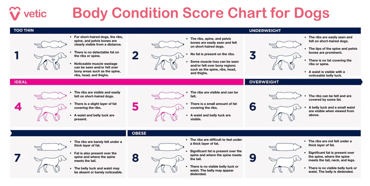 The image is a "Body Condition Score Chart for Dogs" provided by Vetic, aimed at educating dog owners about assessing their pets' body condition to prevent obesity. The chart is divided into four main categories: Too Thin, Underweight, Ideal, Overweight, and Obese. Each category is further divided into specific scores ranging from 1 to 9, with corresponding illustrations and descriptions for each score. OCR Text Included: Too Thin: For short-haired dogs, the ribs, spine, and pelvis bones are clearly visible from a distance. There is no detectable fat on the ribs or spine. Noticeable muscle wastage can be seen and/or felt over bony areas such as the spine, ribs, head, and thighs. The ribs, spine, and pelvis bones are easily seen and felt on short-haired dogs. No fat is present on the ribs. Some muscle loss can be seen and/or felt over bony regions such as the spine, ribs, head, and thighs. The ribs are easily seen and felt on short-haired dogs. The tips of the spine and pelvis bones are prominent. There is no fat covering the ribs or spine. A waist is visible with a noticeable belly tuck. Ideal: The ribs are visible and easily felt on short-haired dogs. There is a slight layer of fat covering the ribs. A waist and belly tuck are present. The ribs are visible and can be felt. There is a small amount of fat covering the ribs. A waist and belly tuck are visible. Overweight: The ribs can be felt and are covered by some fat. A belly tuck and a small waist are visible when viewed from above. Obese: The ribs are barely felt under a thick layer of fat. Fat is also present over the spine and where the spine meets the tail. The belly tuck and waist may be absent or barely noticeable. The ribs are difficult to feel under a thick layer of fat. Significant fat is present over the spine, where the spine meets the tail. There is no visible belly tuck or waist. The belly may appear distended. The ribs are not felt under a thick layer of fat. Significant fat is present over the spine, where the spine meets the tail, neck, and legs. There is no visible belly tuck or waist. The belly is distended. This chart is essential for dog owners and veterinarians to accurately assess the body condition of dogs, ensuring they maintain a healthy weight and avoid obesity-related health issues.