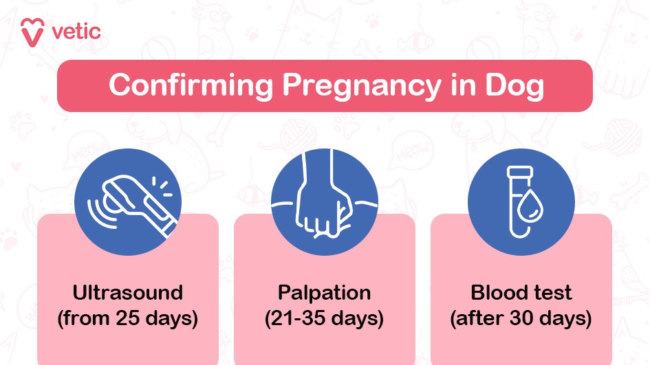 The image is a part of a blog on "pregnancy in dogs" by Vetic. The background is light pink with subtle illustrations of pets and pet-related items like bones and paw prints. At the top left corner, there is the Vetic logo. The main content of the image is a pink rectangle with white text. "Confirming Pregnancy in Dogs" "Ultrasound (from 25 days)" "Palpation (21-35 days)" "Blood test (after 30 days)" Each method is visually represented with an icon: The ultrasound method has an icon of an ultrasound device. The palpation method has an icon of hands performing palpation. The blood test method has an icon of a test tube with a drop of blood.