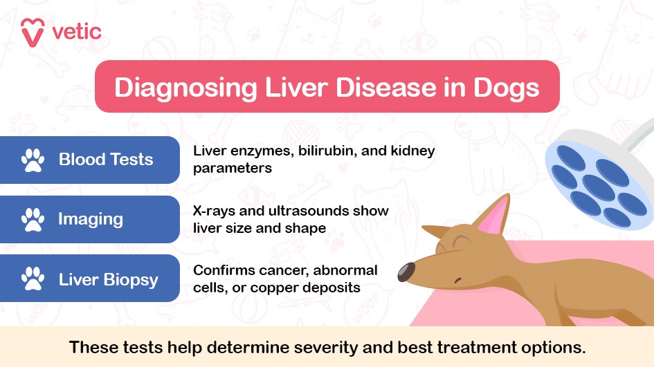 The image is part of a blog on "liver disease in dogs" by Vetic. It features a header with the title "Diagnosing Liver Disease in Dogs" in a red box with white text. Below the header, there are three sections, each with a paw icon and a blue background. The sections are labeled "Blood Tests," "Imaging," and "Liver Biopsy." Each section provides specific information about the diagnostic methods: Blood Tests: "Liver enzymes, bilirubin, and kidney parameters." Imaging: "X-rays and ultrasounds show liver size and shape." Liver Biopsy: "Confirms cancer, abnormal cells, or copper deposits." To the right of these sections, there is an illustration of a dog lying down under a surgical light. At the bottom of the image, there is a note in black text: "These tests help determine severity and best treatment options."