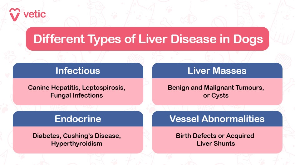 The image is part of a blog on "liver disease in dogs" and is designed to provide information about different types of liver diseases that can affect dogs. The background is light pink with subtle illustrations of dog-related items such as bones, paw prints, and fish. At the top left corner, there is a logo with the text "vetic" in red. Below the logo, there is a prominent heading in a red box that reads "Different Types of Liver Disease in Dogs." The image is divided into four sections, each with a blue header and pink content box. The sections are as follows: Infectious: Canine Hepatitis, Leptospirosis, Fungal Infections Liver Masses: Benign and Malignant Tumours, or Cysts Endocrine: Diabetes, Cushing’s Disease, Hyperthyroidism Vessel Abnormalities: Birth Defects or Acquired Liver Shunts OCR Text from the Image: vetic Different Types of Liver Disease in Dogs Infectious Canine Hepatitis, Leptospirosis, Fungal Infections Liver Masses Benign and Malignant Tumours, or Cysts Endocrine Diabetes, Cushing’s Disease, Hyperthyroidism Vessel Abnormalities Birth Defects or Acquired Liver Shunts