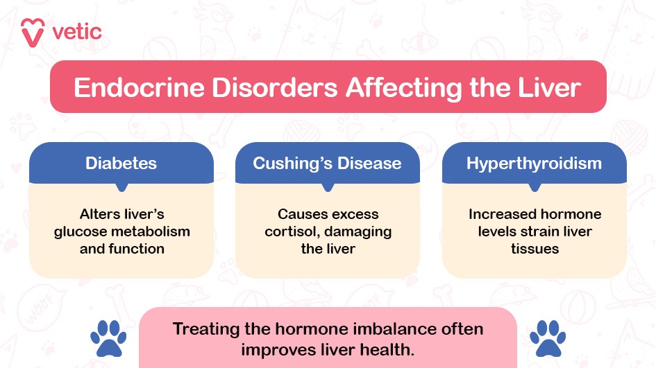 The image is an informative graphic from a blog on "Liver Disease in Dogs," created by Vetic. The graphic is titled "Endocrine Disorders Affecting the Liver" and highlights three specific disorders: Diabetes, Cushing's Disease, and Hyperthyroidism. Each disorder is described with a brief explanation of how it affects the liver. The background features faint illustrations of veterinary-related items, such as bones and paw prints. At the bottom of the image, there is a concluding statement about the importance of treating hormone imbalances to improve liver health. OCR Text from the Image: Title: Endocrine Disorders Affecting the Liver Leptospirosis: Alters liver’s glucose metabolism and function Cushing’s Disease: Causes excess cortisol, damaging the liver Hyperthyroidism: Increased hormone levels strain liver tissues Conclusion: Treating the hormone imbalance often improves liver health.