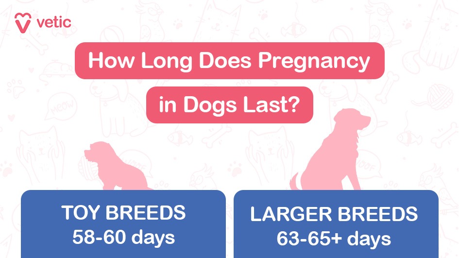 The image is a part of a blog on "pregnancy in dogs" and features information on the duration of pregnancy for different breeds of dogs. The background is light with faint illustrations of various animals and pet-related items such as bones, fish, and yarn balls. The top left corner has the logo and name "vetic" in red. The main text is prominently displayed in the center with a red background and white text, reading "How Long Does Pregnancy in Dogs Last?" Below this, there are two sections with blue backgrounds. The left section is labeled "TOY BREEDS" with the duration "58-60 days" underneath. The right section is labeled "LARGER BREEDS" with the duration "63-65+ days" underneath. The sections also include silhouettes of a small dog and a larger dog, respectively.