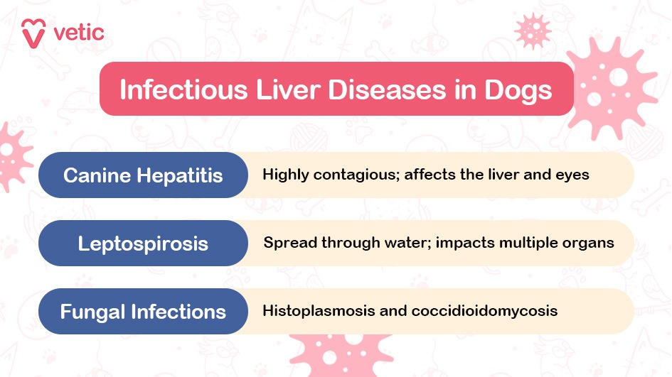 The image is a part of a blog on "liver disease in dogs" by Vetic. The background is light with faint illustrations of pet-related items such as bones, paw prints, and veterinary symbols. The top left corner features the logo and name "Vetic" in red. The main title "Infectious Liver Diseases in Dogs" is displayed prominently in a red rectangular box with white text at the top of the image. Below the title, there are three sections, each highlighting a different infectious liver disease in dogs: Canine Hepatitis: This section has a blue oval background with white text that reads, "Highly contagious; affects the liver and eyes." Leptospirosis: This section also has a blue oval background with white text that reads, "Spread through water; impacts multiple organs." Fungal Infections: This section has a blue oval background with white text that reads, "Histoplasmosis and coccidioidomycosis." The image is visually engaging, with decorative elements such as pink virus-like shapes and various dog-related illustrations in the background, reinforcing the theme.