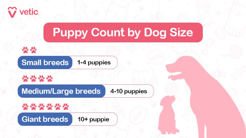 The image is a part of a blog on "pregnancy in dogs" and is titled "Puppy Count by Dog Size." It features a background with light pink illustrations of various pet-related items such as bones, fish, and yarn balls. The main content is divided into three sections, each indicating the number of puppies typically born to dogs of different sizes. At the top left corner, there is a logo with the text "vetic" and a heart-shaped icon. Below the title, "Puppy Count by Dog Size," there are three categories: Small breeds: Represented by two paw prints and a blue label, indicating that small breeds typically have 1-4 puppies. Medium/Large breeds: Represented by four paw prints and a blue label, indicating that medium/large breeds typically have 4-10 puppies. Giant breeds: Represented by five paw prints and a white label with a red outline, indicating that giant breeds typically have 10 or more puppies. To the right of the text, there is a silhouette of a large dog and a small puppy, both in pink.