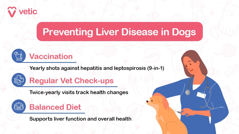 The image is a part of a blog on "Preventing Liver Disease in Dogs" by Vetic. It features a header with the Vetic logo and the title "Preventing Liver Disease in Dogs" in a bold, red banner. Below the title, there are three key points listed with corresponding icons and descriptions: Vaccination: Represented by an icon of a syringe and a dog. The text reads, "Yearly shots against hepatitis and leptospirosis (9-in-1)." Regular Vet Check-ups: Represented by an icon of a clipboard with a medical cross. The text reads, "Twice-yearly visits track health changes." Balanced Diet: Represented by an icon of a bowl with food. The text reads, "Supports liver function and overall health." On the right side of the image, there is an illustration of a veterinarian in a blue coat, holding a stethoscope and examining a dog. The background is decorated with faint, playful illustrations of various pet-related items and symbols.