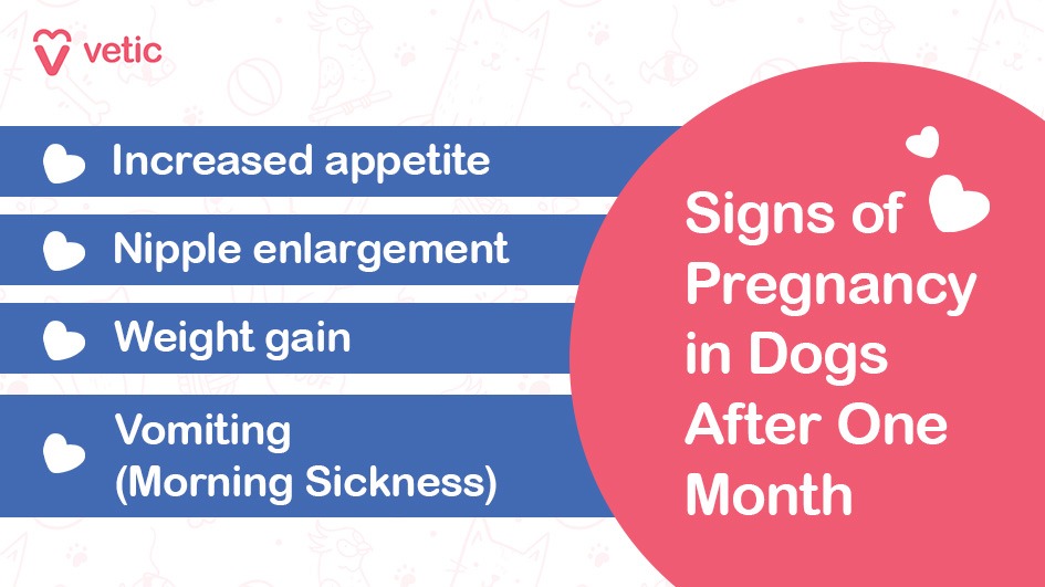 The image is a part of a blog on "pregnancy in dogs" and features a visually appealing design with a combination of text and graphics. The background is light with subtle illustrations of dog-related items such as bones, balls, and fish. On the left side of the image, there are four blue horizontal bars, each containing a white heart icon followed by text. The right side of the image has a large pink circle with white text and heart icons. The top left corner features the logo and name "Vetic" in red.