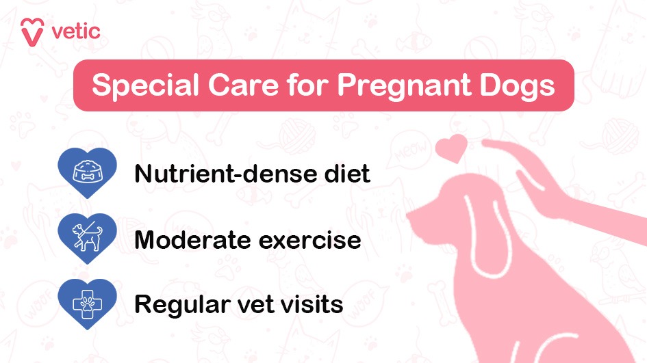 The image is a part of a blog on "pregnancy in dogs" and is designed to provide information on special care for pregnant dogs. The background is light with faint illustrations of various pet-related items such as bones, paw prints, and toys. The top left corner features the logo and name "Vetic" in red. The central part of the image has a pink banner with white text that reads "Special Care for Pregnant Dogs." Below the banner, there are three key points listed, each accompanied by a blue heart-shaped icon. The first icon depicts a bowl of food, the second icon shows a dog walking, and the third icon features a stethoscope. The text next to these icons reads: Nutrient-dense diet Moderate exercise Regular vet visits On the right side of the image, there is a pink silhouette of a dog with a hand gently patting its head, symbolizing care and affection.