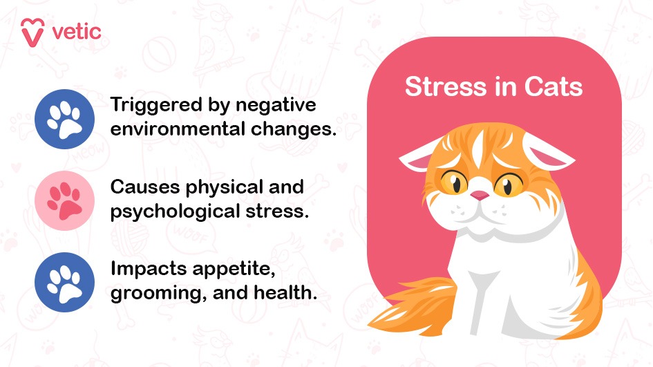 The image from Vetic highlights the issue of "Stress in Cats." It features a sad-looking orange and white cat on a pink background. The text in the image explains that stress in cats can be triggered by negative environmental changes, causing both physical and psychological stress. This stress impacts a cat's appetite, grooming, and overall health. The image uses icons of paw prints to emphasize each point, such as "Triggered by negative environmental changes" "Causes both physical and psychological stress" "Impacts cat's appetite, grooming, and overall health"