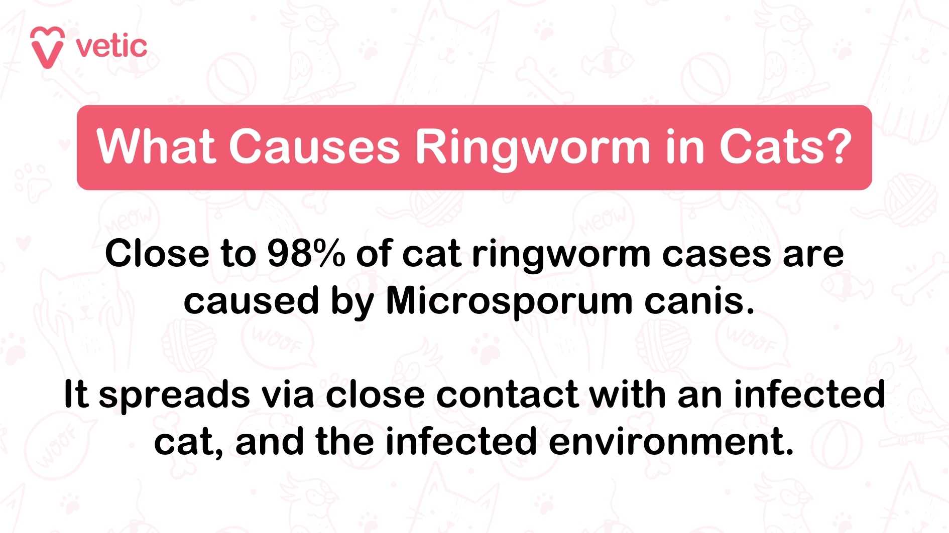 The image is an informational graphic from "vetic" about the causes of ringworm in cats. The background is light with faint illustrations of cats, yarn balls, and other pet-related items. The main text is in black, with a prominent red banner at the top containing the title in white text. The text reads: Title: "What Causes Ringworm in Cats?" Main Text: "Close to 98% of cat ringworm cases are caused by Microsporum canis." "It spreads via close contact with an infected cat, and the infected environment."