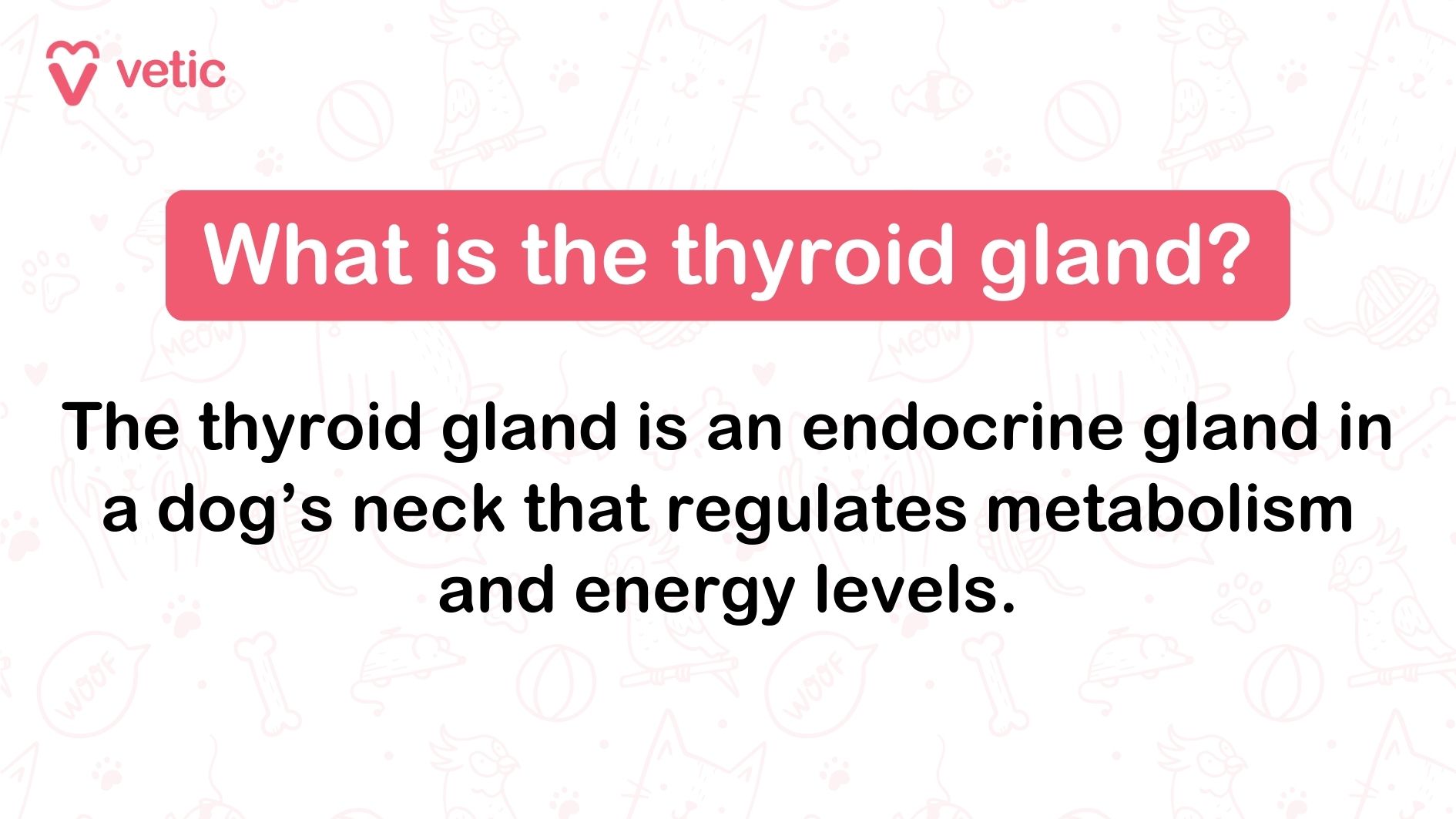 The image is an informational graphic from "vetic" that explains the function of the thyroid gland in dogs. The background features faint illustrations of various pet-related items such as bones, balls, and animals. At the top left corner, there is a logo with a heart shape and the word "vetic" next to it. The main text is divided into two sections. The first section, highlighted in a red box, poses the question "What is the thyroid gland?" The second section, in black text, provides the answer: "The thyroid gland is an endocrine gland in a dog’s neck that regulates metabolism and energy levels."