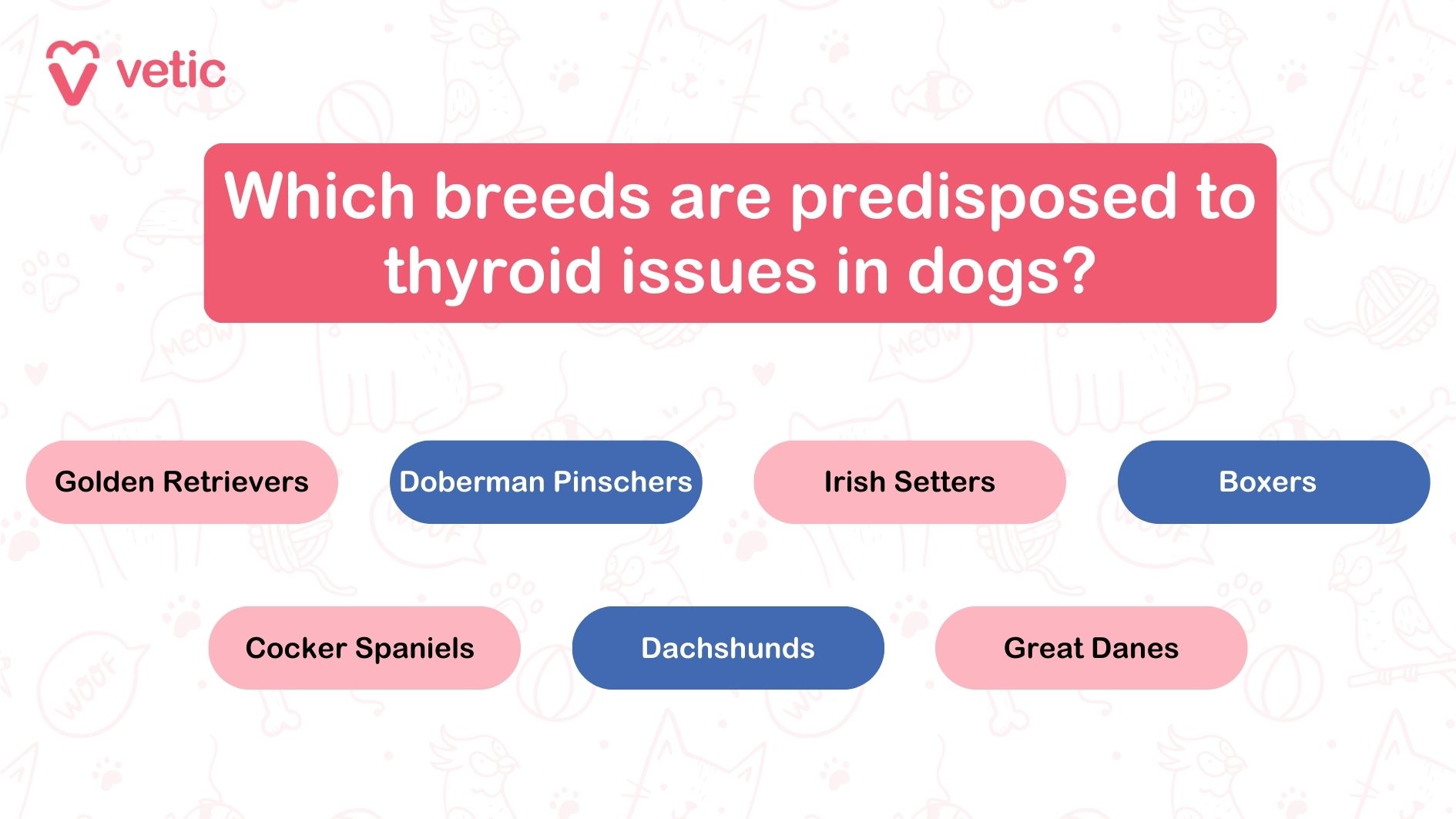 The image is an informational graphic from "Vetic" that addresses the question, "Which breeds are predisposed to thyroid issues in dogs?" The background is light with faint illustrations of various pets and pet-related items such as bones, fish, and paw prints. The main text is in a white font on a pink background, making it stand out. Below the main question, there are eight different dog breeds listed, each in a colored oval shape. The breeds listed are: Golden Retrievers (pink oval) Doberman Pinschers (blue oval) Irish Setters (pink oval) Boxers (blue oval) Cocker Spaniels (pink oval) Dachshunds (blue oval) Great Danes (pink oval) The image is relevant as it provides information on dog breeds that are more likely to suffer from thyroid issues, which is useful for dog owners and veterinarians.