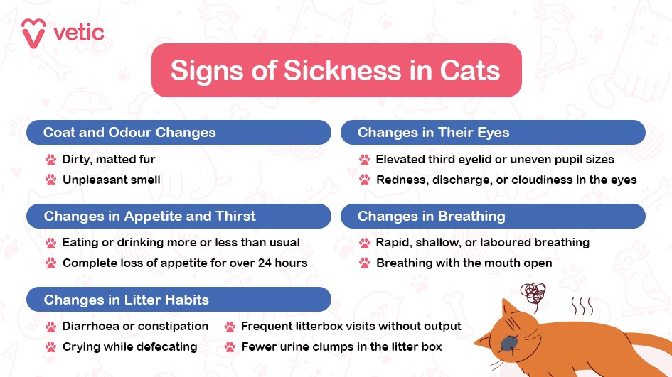 The image titled "Signs of Sickness in Cats" from Vetic provides a comprehensive guide to identifying potential health issues in cats. The image is divided into five main sections, each highlighting different symptoms to watch for. Coat and Odour Changes: Dirty, matted fur Unpleasant smell Changes in Their Eyes: Elevated third eyelid or uneven pupil sizes Redness, discharge, or cloudiness in the eyes Changes in Appetite and Thirst: Eating or drinking more or less than usual Complete loss of appetite for over 24 hours Changes in Breathing: Rapid, shallow, or labored breathing Breathing with the mouth open Changes in Litter Habits: Diarrhea or constipation Crying while defecating Frequent litter box visits without output Fewer urine clumps in the litter box The image also features a cartoon illustration of a cat lying down, emphasizing the importance of monitoring these signs to ensure the well-being of your feline friend.