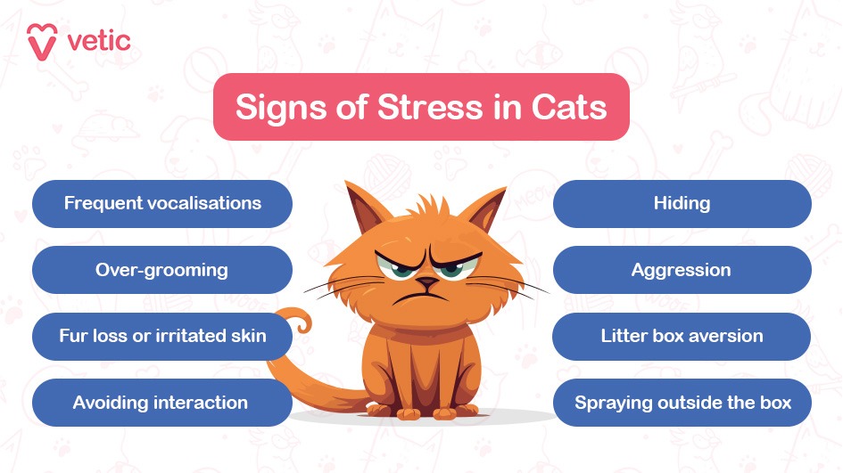 The image features a cartoon illustration of an orange cat with an angry expression, surrounded by text highlighting various signs of stress in cats. The background is light with subtle cat-related doodles. The top of the image has a pink banner with the text "Signs of Stress in Cats" in white. The left side lists the following signs in blue ovals: "Frequent vocalisations," "Over-grooming," "Fur loss or irritated skin," and "Avoiding interaction." The right side lists: "Hiding," "Aggression," "Litter box aversion," and "Spraying outside the box." The top left corner has the logo and name "Vetic."