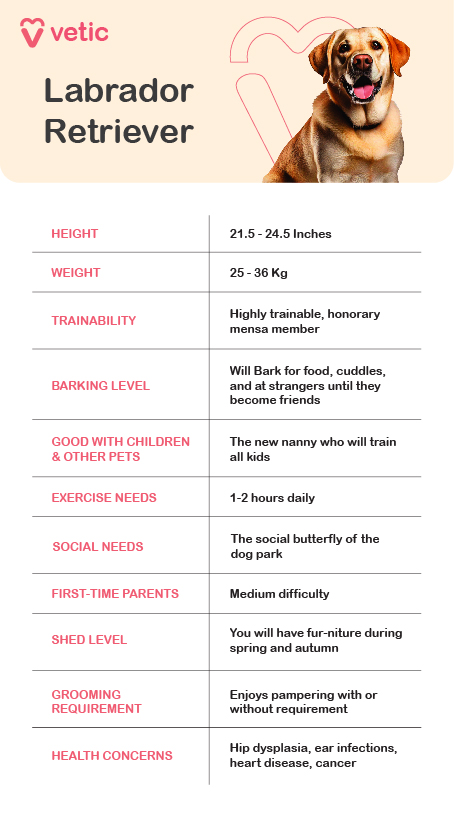 The image is an informational graphic about Labrador Retrievers provided by Vetic. The background features light illustrations of various pet-related items, such as bones, balls, and paw prints. At the center of the image, there is a picture of a Labrador Retriever, surrounded by text boxes detailing various characteristics of the breed. The title "Labrador Retriever" is prominently displayed at the top in bold white text on a blue background. The text is organized into categories, each with a specific aspect of the breed: Height: 21.5 - 24.5 Inches Weight: 25 - 36 Kg Trainability: Highly trainable, honorary mensa member Barking Level: Will bark for food, cuddles, and at strangers until they become friends Good with Children & Other Pets: The new nanny who will train all kids Exercise Needs: 1-2 hours daily Social Needs: The social butterfly of the dog park First-Time Parents: Medium difficulty Shed Level: You will have fur-niture during spring and autumn Grooming Requirement: Enjoys pampering with or without requirement Health Concerns: Hip dysplasia, ear infections, heart disease, cancer