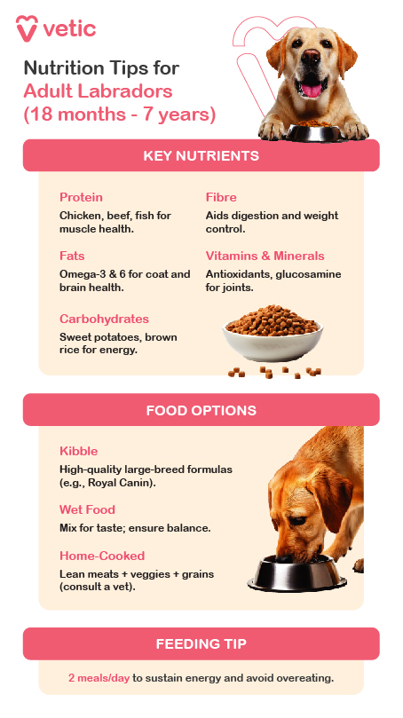 Nutrition Tips for Adult Labradors (18 months - 7 years) Key Nutrients: Protein: Chicken, beef, fish for muscle health. Fats: Omega-3 & 6 for coat and brain health. Carbs: Sweet potatoes, brown rice for energy. Fibre: Aids digestion and weight control. Vitamins & Minerals: Antioxidants, glucosamine for joints. Food Options: Kibble: High-quality large-breed formulas (e.g., Royal Canin). Wet Food: Mix for taste; ensure balance. Home-Cooked: Lean meats + veggies + grains (consult a vet). Feeding Tip: 2 meals/day to sustain energy and avoid overeating.