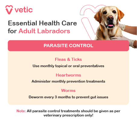 Infographic: Essential Health Care for Adult Labradors Parasite Control: Fleas & Ticks: Use monthly topical or oral preventatives Heartworms: Administer monthly prevention treatments Worms: Deworm every 3 months to prevent gut issues All parasite control treatments should be given as per veterinary prescription only!