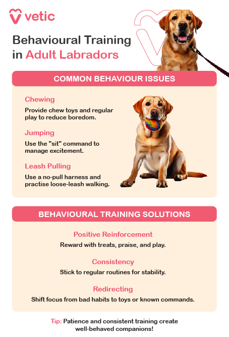 Infographic: Behavioural Training in Adult Labradors Common Behaviour Issues: Chewing: Provide chew toys and regular play to reduce boredom. Jumping: Use the "sit" command to manage excitement. Leash Pulling: Use a no-pull harness and practise loose-leash walking. Training Solutions: Positive Reinforcement: Reward with treats, praise, and play. Consistency: Stick to regular routines for stability. Redirecting: Shift focus from bad habits to toys or known commands. Tip: Patience and consistent training create well-behaved companions!