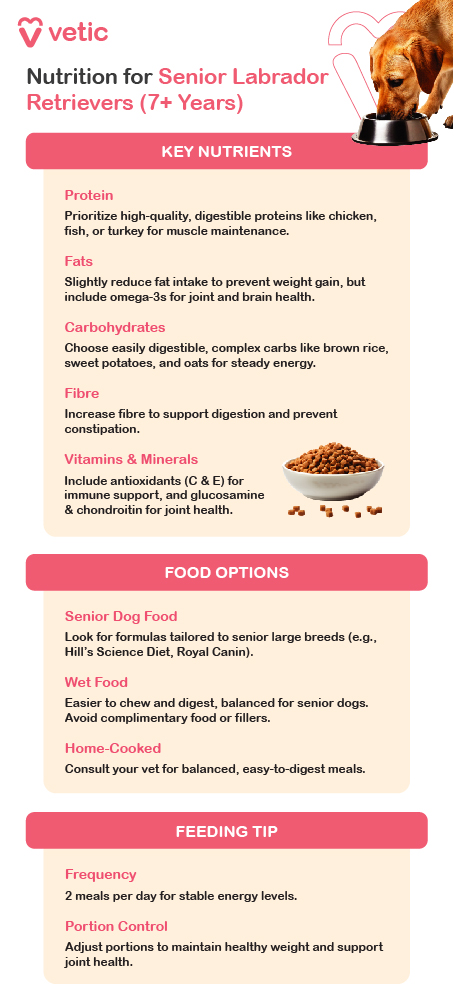 Nutrition for Senior Labrador Retrievers (7+ Years) Protein: Prioritize high-quality, digestible proteins like chicken, fish, or turkey for muscle maintenance. Fats: Slightly reduce fat intake to prevent weight gain, but include omega-3s for joint and brain health. Carbohydrates: Choose easily digestible, complex carbs like brown rice, sweet potatoes, and oats for steady energy. Fibre: Increase fibre to support digestion and prevent constipation. Vitamins & Minerals: Include antioxidants (C & E) for immune support, and glucosamine & chondroitin for joint health. Food Options: Senior Dog Food: Look for formulas tailored to senior large breeds (e.g., Hill’s Science Diet, Royal Canin). Wet Food: Easier to chew and digest, balanced for senior dogs. Avoid complimentary food or fillers. Home-Cooked Meals: Consult your vet for balanced, easy-to-digest meals. Feeding Tips: Frequency: 2 meals per day for stable energy levels. Portion Control: Adjust portions to maintain healthy weight and support joint health.