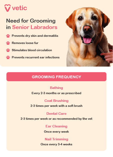 Need for Grooming in Senior Labradors Prevents dry skin and dermatitis Removes loose fur Stimulates blood circulation Prevents recurrent ear infections Grooming Frequency Bathing: Every 2-3 months or as prescribed Coat Brushing: 2-3 times per week with a soft brush Dental Care: 2-3 times per week or as recommended by the vet Ear Cleaning: Once every week Nail Trimming: Once every 3-4 weeks