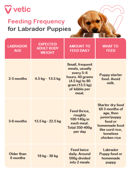 Feeding frequency for labrador puppies - 8 to 12 Weeks: Feed 4 small meals daily, as puppies have small stomachs and high energy requirements. 12 to 24 Weeks: Gradually reduce to 3 meals per day. 6 Months and Older: Transition to 2 meals per day.