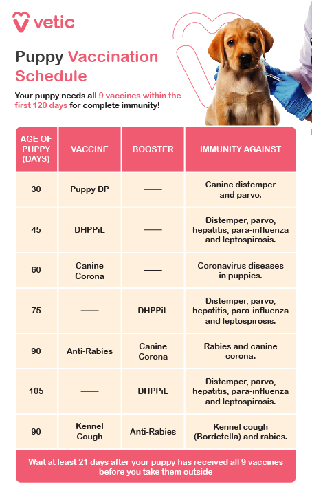 6-8 Weeks: Initial vaccinations for Distemper, Parvovirus, and Bordetella. 10-12 Weeks: Follow-up shots for Distemper, Parvovirus, Leptospirosis, Hepatitis, and Parainfluenza. The Rabies vaccine may also be administered, depending on local laws. Labrador Retriever puppies require a series of vaccinations to safeguard them against common illnesses. 6-8 Weeks: Initial vaccinations for Distemper, Parvovirus, and Bordetella. 10-12 Weeks: Follow-up shots for Distemper, Parvovirus, Leptospirosis, Hepatitis, and Parainfluenza. The Rabies vaccine may also be administered, depending on local laws. 14-16 Weeks: Final round of core vaccines, including Rabies if not previously given.