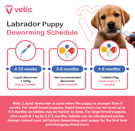 Puppies should be dewormed every 2 weeks until they are 8 weeks-old, then again at 6 months-old. At that point, you can switch to an adult deworming schedule with tablet dewormers.