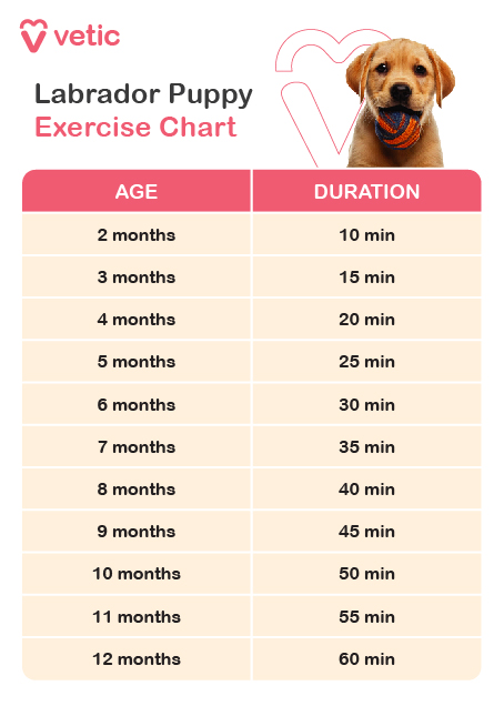 First three months: Puppies shouldn't have structured exercise routines. After three months: You can use the "5-minute rule" to guide how much exercise your puppy needs. This rule allows five minutes of exercise for each month the puppy is old. You can follow this rule until your puppy is at least one year old. 12-month-olds: Puppies need at least an hour and a half of exercise per day.