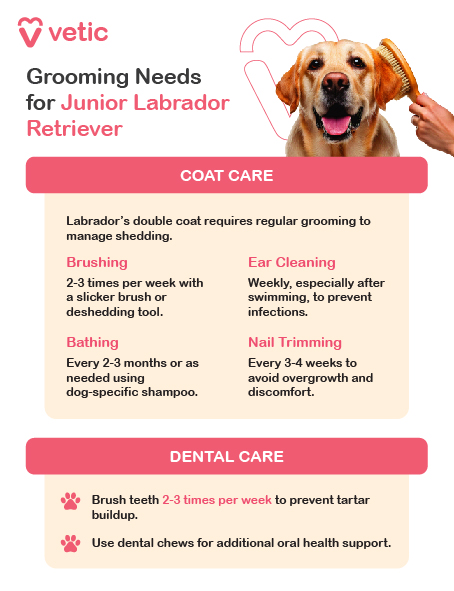 Grooming Needs for Junior Labrador Retriever Coat Care: Labrador’s double coat requires regular grooming to manage shedding. Brushing: 2-3 times per week with a slicker brush or deshedding tool. Bathing: Every 2-3 months or as needed using dog-specific shampoo. Ear Cleaning: Weekly, especially after swimming, to prevent infections. Nail Trimming: Every 3-4 weeks to avoid overgrowth and discomfort. Dental Care: Brush teeth 2-3 times per week to prevent tartar buildup. Use dental chews for additional oral health support.