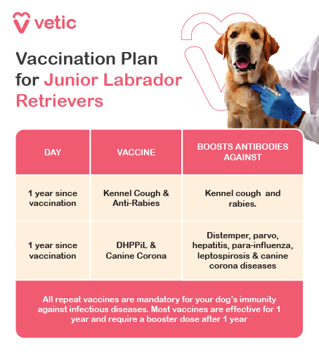 By adolescence, most core vaccinations should be up to date, but additional boosters or specific vaccines may be required. 12 Months: Booster shots for core vaccines (Distemper, Parvovirus, Adenovirus, and Rabies) as recommended by your vet. Optional Vaccines: Depending on your region and lifestyle, consider vaccines for Lyme disease, Bordetella, and Canine Influenza.