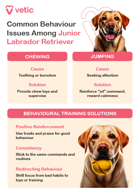 Common Behaviour Issues Among Junior Labrador Retriever Chewing: Cause: Teething or boredom Solution: Provide chew toys and supervise Jumping: Cause: Seeking attention Solution: Reinforce "sit" command; reward calmness Behavioural Training Solutions Positive Reinforcement: Use treats and praise for good behaviour Consistency: Stick to the same commands and routines Redirecting Behaviour: Shift focus from bad habits to toys or training