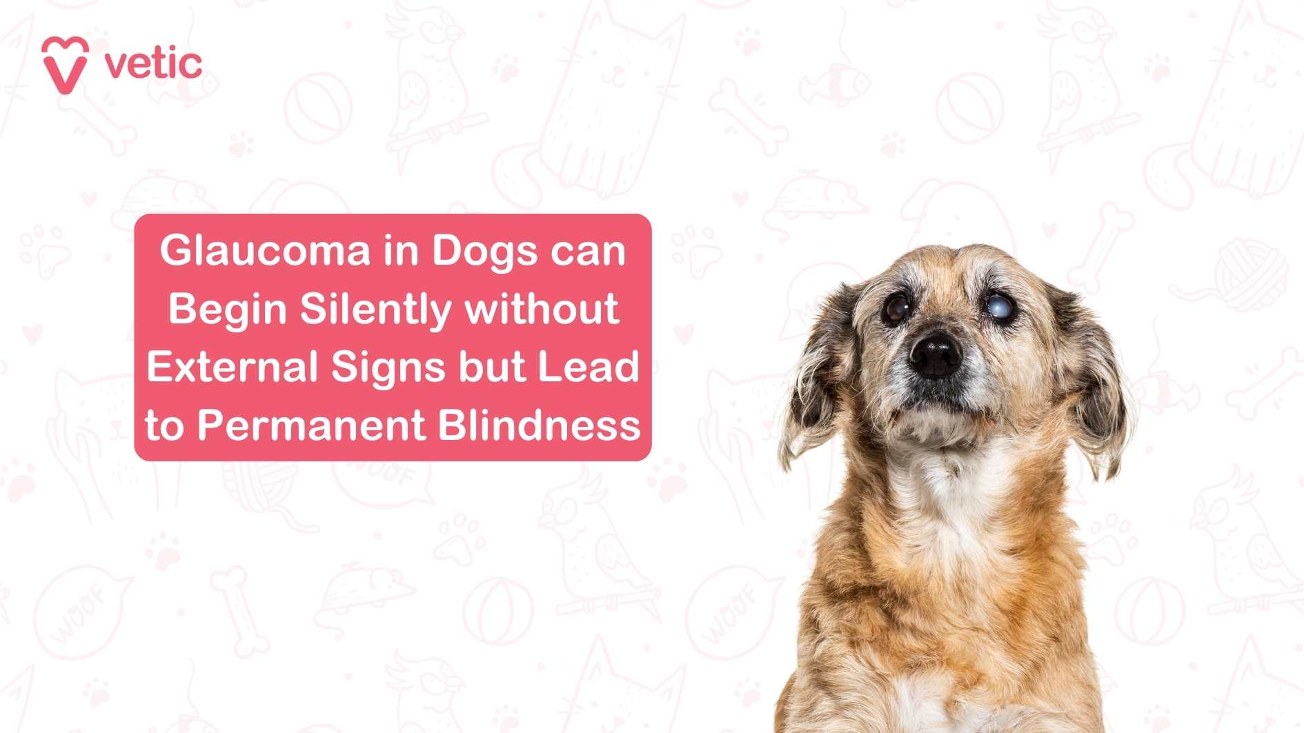 Glaucoma in Dogs Glaucoma occurs when there is increased pressure inside the eye, which can damage the optic nerve and lead to vision loss.