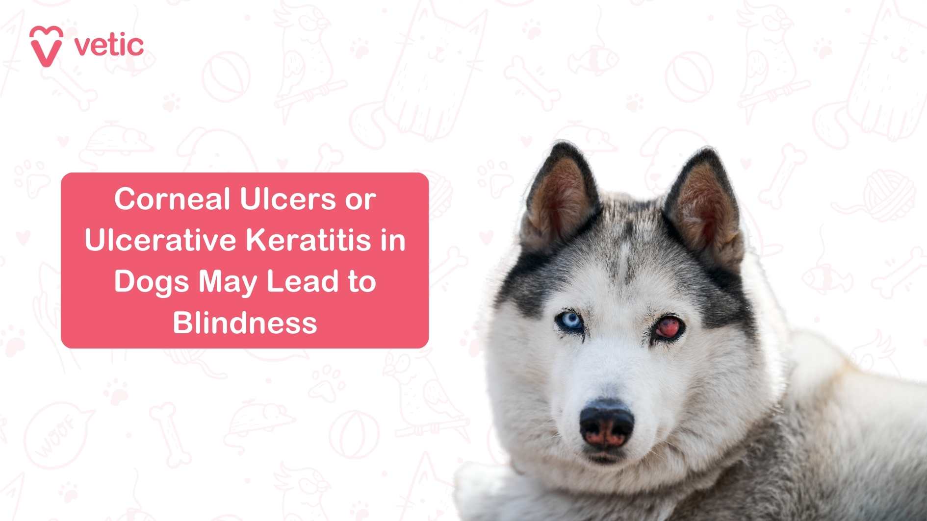 A corneal ulcer is an open sore on the surface of the cornea. This condition can occur due to scratches, infections, foreign objects, or even improper handling of dogs.