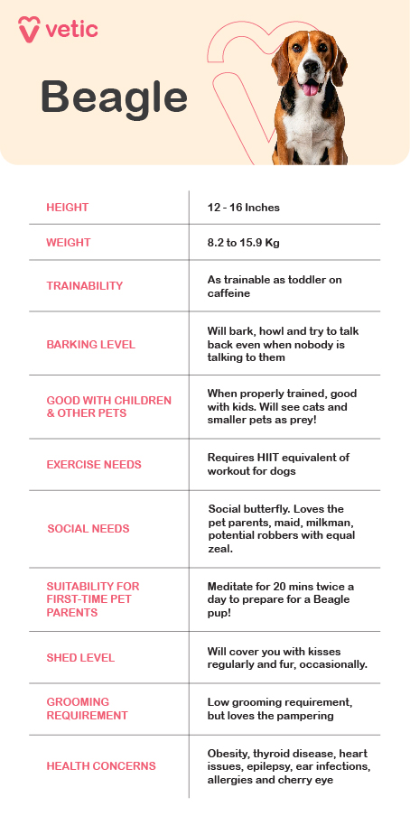 The image is an informational poster about the Beagle breed, provided by "vetic." It includes a picture of a Beagle at the top and a detailed list of characteristics and care requirements for the breed. The design is clean and well-organized, with each characteristic highlighted in its own section. The colors used are calming and professional, making the information easy to read. Beagle Height: 12 - 16 Inches Weight: 8.2 to 15.9 Kg Trainability: As trainable as a toddler on caffeine Barking Level: Will bark, howl, and try to talk back even when nobody is talking to them Good with Children & Other Pets: When properly trained, good with kids. Will see cats and smaller pets as prey! Exercise Needs: Requires HIIT equivalent of workout for dogs Social Needs: Social butterfly. Loves the pet parents, maid, milkman, potential robbers with equal zeal. Suitability for First-Time Pet Parents: Meditate for 20 mins twice a day to prepare for a Beagle pup! Shed Level: Will cover you with kisses regularly and fur, occasionally. Grooming Requirement: Low grooming requirement, but loves the pampering Health Concerns: Obesity, thyroid disease, heart issues, epilepsy, ear infections, allergies, and cherry eye