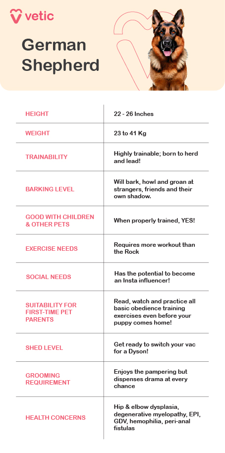 The attached image is an informational poster about The German Shepherd breed, provided by "Vetic." It captures all the breed standard traits including health concerns of the GSD breed. Here's a breakdown of the information presented in the image: Height: 22 - 26 Inches Weight: 23 to 41 Kg Trainability: Highly trainable; born to herd and lead! Barking Level: Will bark, howl, and groan at strangers, friends, and even their own shadow. Good with Children & Other Pets: When properly trained, yes! Exercise Needs: Requires more workout than the Rock. Social Needs: Has the potential to become an Instagram influencer! Suitability for First-Time Pet Parents: Read, watch, and practice all basic obedience training exercises even before your puppy comes home! Shed Level: Get ready to switch your vacuum for a Dyson! Grooming Requirement: Enjoys the pampering but dispenses drama at every chance. Health Concerns: Hip & elbow dysplasia, degenerative myelopathy, EPI, GDV, hemophilia, peri-anal fistulas.