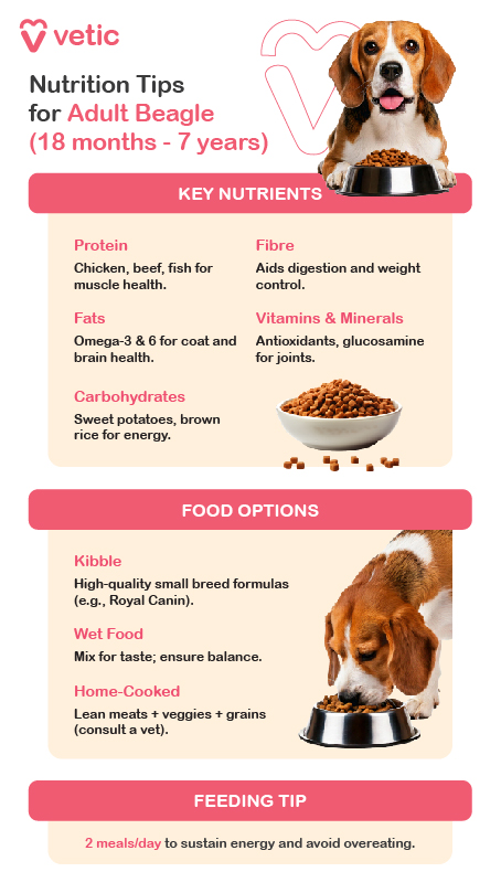 The image is an informational poster from "Vetic" providing nutrition tips for adult Beagles aged 18 months to 7 years. It includes key nutrients, food options, and a feeding tip. The design is clean and professional, with each section clearly separated and highlighted for easy reading. The background color is soft and soothing, enhancing the visual appeal. The poster outlines key nutrients for adult Beagle breed dogs, recommending high-quality sources of protein like chicken, beef, and fish to support muscle health. It emphasizes the importance of fats, specifically Omega-3 and Omega-6, for a healthy coat and brain function. Carbohydrates such as sweet potatoes and brown rice are suggested for sustained energy, while fiber is noted to aid in digestion and weight control. The poster also highlights the importance of vitamins and minerals, including antioxidants and glucosamine, for joint health. The food options recommended include high-quality small breed formulas of kibble, such as Royal Canin, which cater to the specific needs of Beagle breed dogs. Wet food can be mixed with kibble for taste, ensuring a balanced diet. Home-cooked meals comprising lean meats, vegetables, and grains are also suggested, but it's advised to consult a vet to ensure all nutritional needs are met. Additionally, a feeding tip is provided, suggesting that Beagle breed dogs should be fed two meals per day to sustain energy levels and avoid overeating.