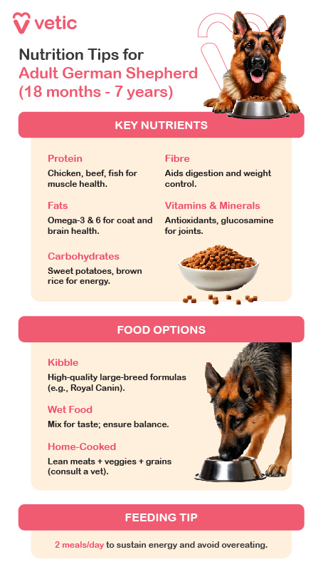 Nutrition for Adult German Shepherds Adult German Shepherds need a diet that supports their active lifestyle, maintains muscle mass, and promotes overall health. Protein: High-quality animal protein, such as chicken, beef, lamb, or fish, is essential for muscle maintenance and overall health. Fats: Omega-3 and omega-6 fatty acids, found in sources like fish oil and flaxseed, support skin, coat, and joint health. Carbohydrates: Complex carbs like brown rice, oats, and sweet potatoes provide lasting energy for this active breed. Fibre: Moderate fibre, from ingredients like beet pulp and pumpkin, supports digestion and prevents gastrointestinal issues. Vitamins & Minerals: Vitamins A, D, E, and B-complex, along with minerals like zinc and selenium, boost immune function and support skin health. Food Options: Commercial Dog Food: Choose high-quality food designed for large breeds, such as Royal Canin or Orijen. Homemade Diets: If cooking at home, ensure meals are balanced with lean meats, vegetables, and whole grains. Consider consulting a vet or nutritionist.