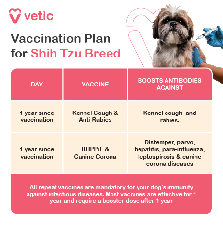 The image is a vaccination plan for the Shih Tzu breed provided by "Vetic." It includes a table with the following details: Day: 1 year since vaccination Vaccine: Kennel Cough & Anti-Rabies DHPPiL & Canine Corona Boosts Antibodies Against: Kennel cough and rabies. Distemper, parvo, hepatitis, para-influenza, leptospirosis & canine corona diseases. There is also a note at the bottom stating: "All repeat vaccines are mandatory for your dog’s immunity against infectious diseases. Most vaccines are effective for 1 year and require a booster dose after 1 year."