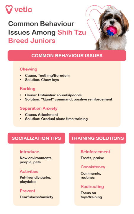 The image is an informational poster from "Vetic" about common behavior issues among Shih Tzu breed juniors. It includes a picture of a Shih Tzu dog holding a toy in its mouth. The poster is divided into sections detailing common behavior issues, socialization tips, and training solutions. Common Behavior Issues: Chewing: Cause: Teething/Boredom Solution: Provide chew toys Barking: Cause: Unfamiliar sounds/people Solution: Use the "Quiet" command; positive reinforcement Separation Anxiety: Cause: Attachment Solution: Gradual alone time training Socialization Tips: Introduce: New environments, people, pets Activities: Pet-friendly parks, playdates Prevent: Fearfulness/anxiety Training Solutions: Reinforcement: Use treats and praise Consistency: Maintain regular commands and routines Redirecting: Focus the dog's attention on toys/training