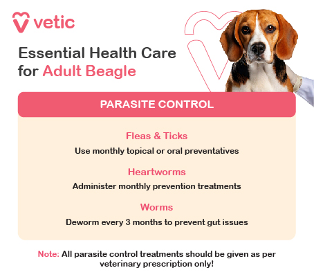 The image is an informational poster from "Vetic" about essential health care for an adult Beagle breed, focusing on parasite control. The design is clean and organized, making it easy to read. The background features a soft, calming color, enhancing the visual appeal and clarity of the information. The poster includes a section titled "Parasite Control," which is divided into three parts: Fleas & Ticks: It advises using monthly topical or oral preventatives to protect the Beagle breed from fleas and ticks. Heartworms: The poster recommends administering monthly prevention treatments to safeguard against heartworms. Worms: It suggests deworming every three months to prevent gut issues in the Beagle breed. At the bottom of the poster, there is an important note stating: "All parasite control treatments should be given as per veterinary prescription only!"