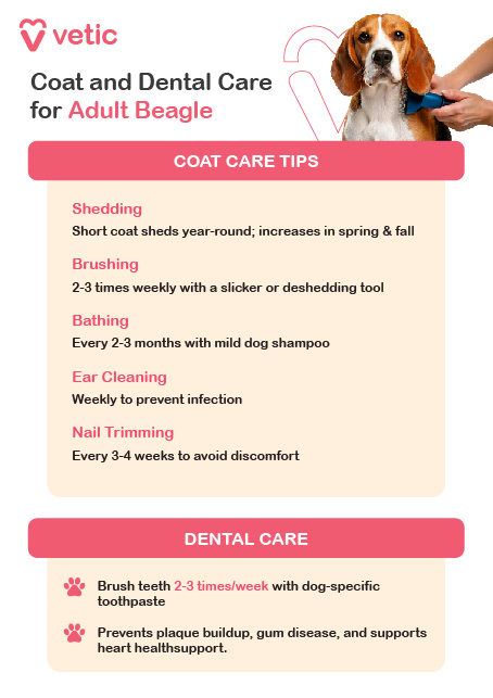 The image is an informational poster from "Vetic" about coat and dental care for adult Beagle breed dogs. It includes a picture of a Beagle being groomed and provides detailed tips for maintaining the dog's coat and dental health. The poster is divided into two main sections: "Coat Care Tips" and "Dental Care." The design is clean and visually appealing, with each section highlighted in different colors to make the information easily accessible. The background features a soft, calming color, enhancing the overall look of the poster. The Coat Care Tips section includes the following: Shedding: The Beagle breed's short coat sheds year-round, with increased shedding in spring and fall. Brushing: Brush the coat 2-3 times weekly using a slicker brush or deshedding tool. Bathing: Bathe the Beagle breed every 2-3 months with a mild dog shampoo. Ear Cleaning: Clean the ears weekly to prevent infections. Nail Trimming: Trim the nails every 3-4 weeks to avoid discomfort. The Dental Care section emphasizes the importance of oral hygiene for the Beagle breed: Brush the Beagle breed's teeth 2-3 times per week using dog-specific toothpaste. Regular brushing helps prevent plaque buildup, gum disease, and supports heart health.