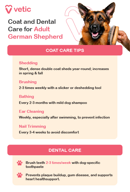 Grooming Routine for German Shepherds Coat Care: German Shepherds have a dense double coat that needs regular attention to stay healthy and reduce shedding. Brushing: Brush 2–3 times a week with a slicker brush or undercoat rake. Increase to daily brushing during seasonal shedding in spring and fall. Bathing: Bathe every 4–6 weeks or as needed, using dog-specific shampoo to preserve the coat’s natural oils. Ear Cleaning: Clean weekly with a vet-recommended ear cleaner and cotton balls to prevent infections. Nail Trimming: Trim nails every 3–4 weeks to avoid overgrowth and ensure comfort. Dental Care: Brush teeth 2–3 times a week with dog-safe toothpaste to prevent tartar buildup and maintain oral health. A consistent grooming routine keeps your German Shepherd comfortable and in excellent condition. Dental Care: Regular brushing helps prevent tartar buildup and gum disease. Brushing your German Shepherd’s teeth 2–3 times a week with dog-safe toothpaste promotes long-term oral health and comfort.